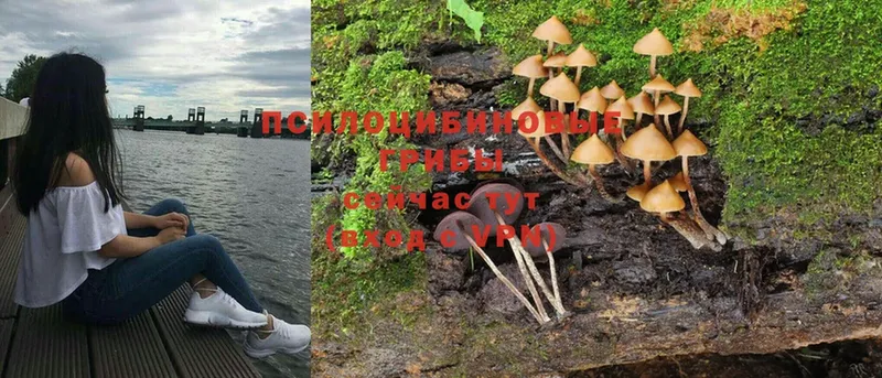 Псилоцибиновые грибы Cubensis  кракен tor  Губаха 